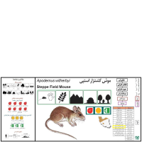 گونه موش صحرایی شیرازی Steppe Field Mouse  